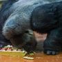Golo a Fõvárosi Állat- és Növénykert nyugati síkvidéki gorilláinak (Gorilla gorilla gorilla) vezérhíme az emberszabású majmok házában 2020. szeptember 25-én. A gorilla szeptember 27-én tölti be negyvenedik életévét. A stuttgarti születésû állat 1989 óta él a fõvárosi állatkertben ahol két nõsténytõl öt utódja születetett és nyolc unokája van.
