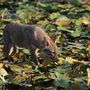 Aranysakál (Canis aureus) a SEFAG Zrt. Barcsi Erdészetének területén 2020. szeptember 17-én.
