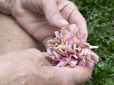 A szekér előtt táncosok, énekesek, valamint egy Krisna-völgyi ökrösszekér halad.
