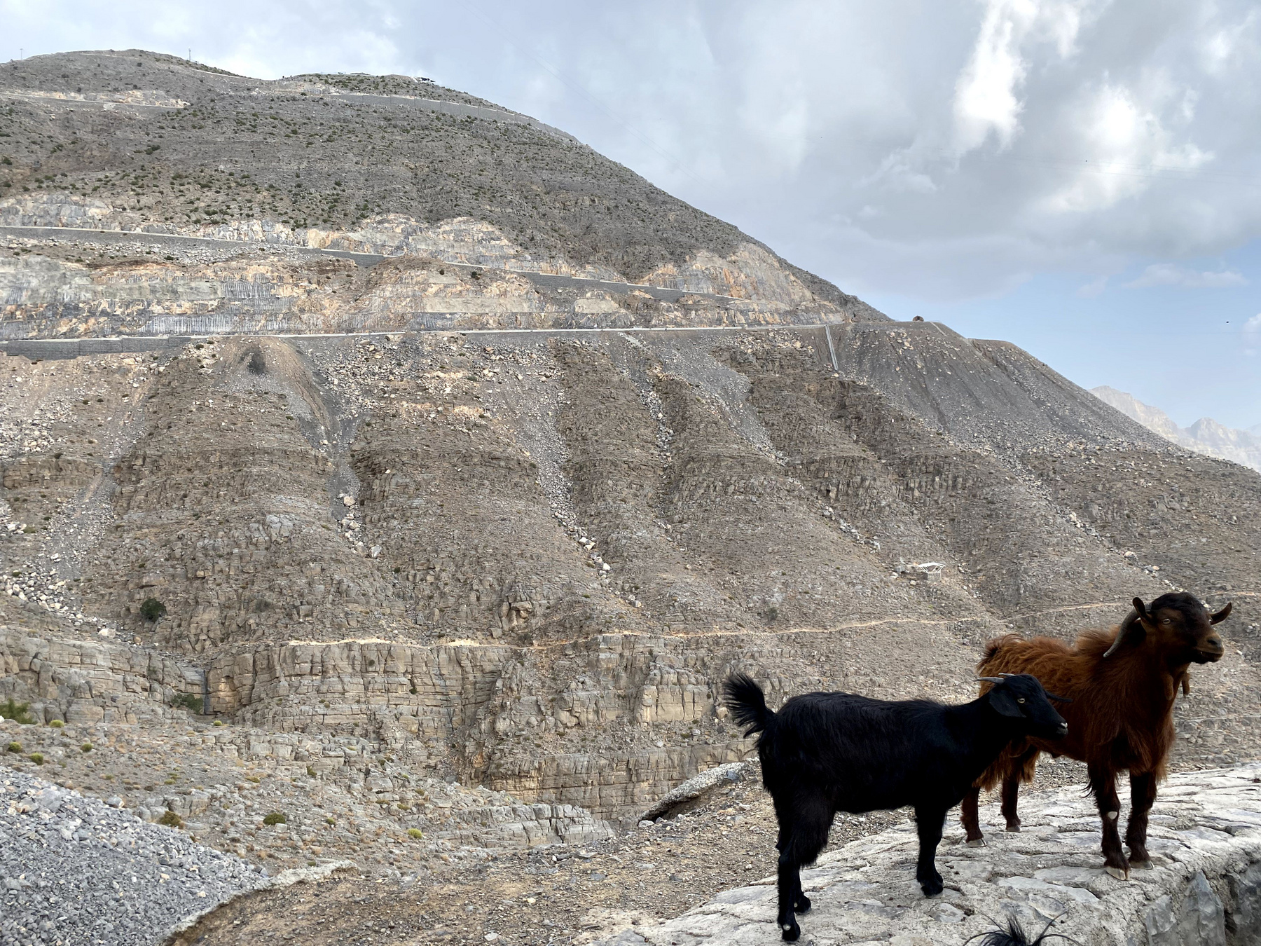 A Jebel Jais-en kecskékkel is találkozhatunk. 