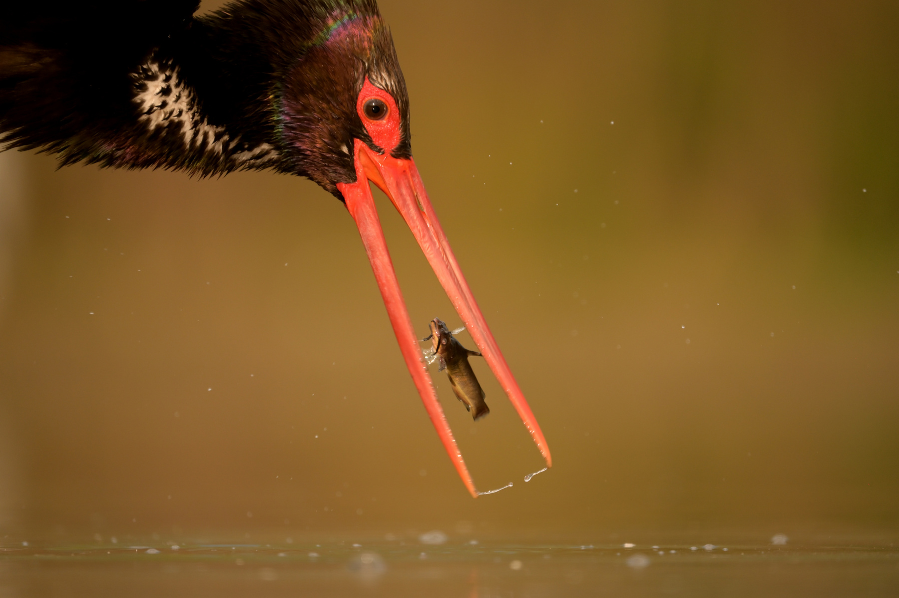 A Fővárosi Állat- és Növénykert különdíja - Dmitrii Melgunov: Űrmadár 