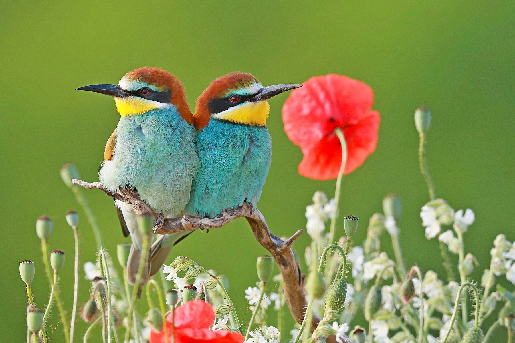 A Fővárosi Állat- és Növénykert különdíja - Dmitrii Melgunov: Űrmadár 