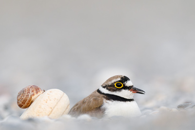 A Fővárosi Állat- és Növénykert különdíja - Dmitrii Melgunov: Űrmadár 