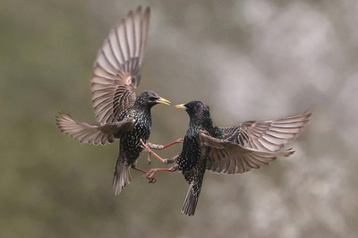 A Fővárosi Állat- és Növénykert különdíja - Dmitrii Melgunov: Űrmadár 
