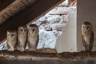 A Fővárosi Állat- és Növénykert különdíja - Dmitrii Melgunov: Űrmadár 