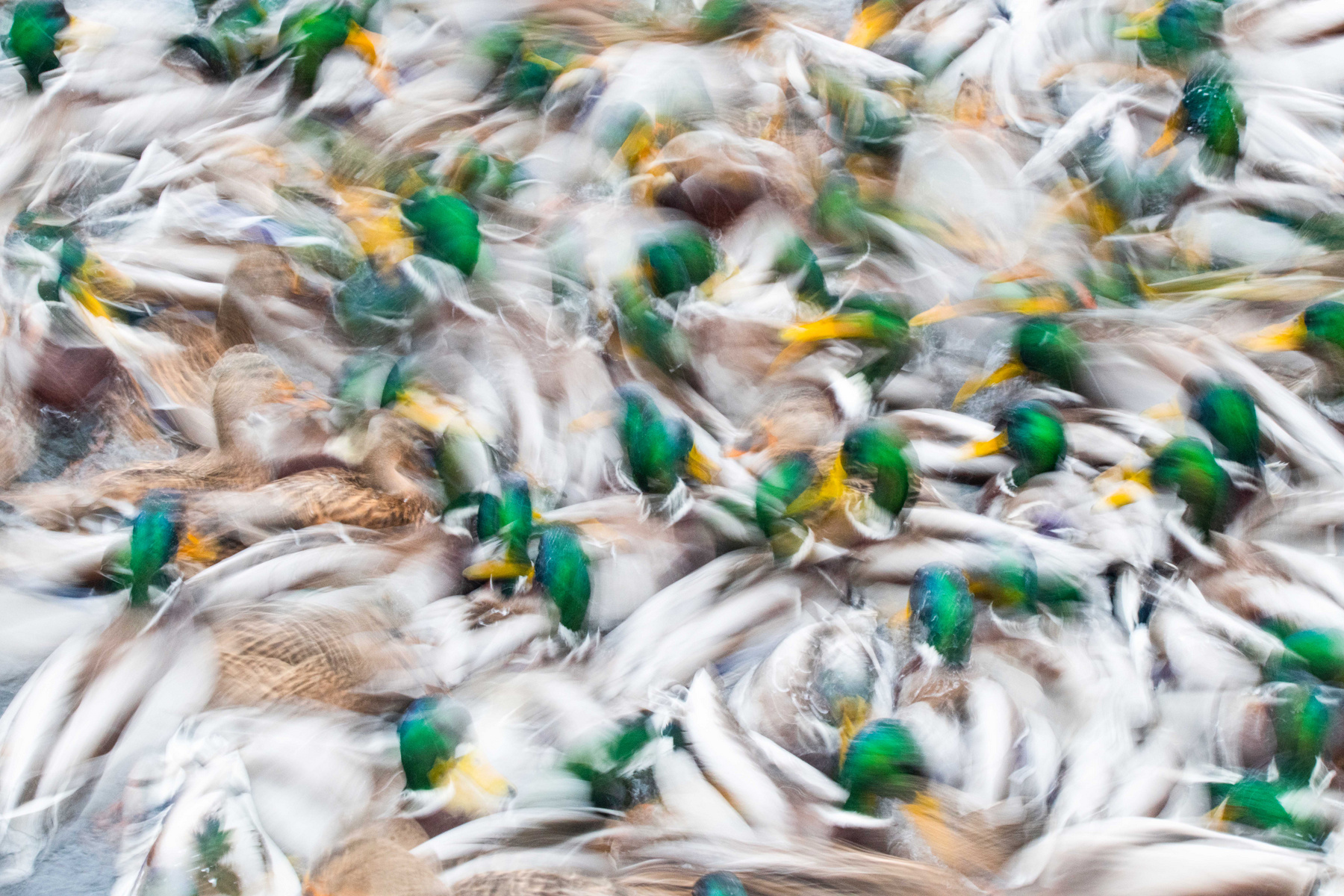 A Fővárosi Állat- és Növénykert különdíja - Dmitrii Melgunov: Űrmadár 