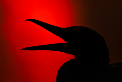 A Fővárosi Állat- és Növénykert különdíja - Dmitrii Melgunov: Űrmadár 