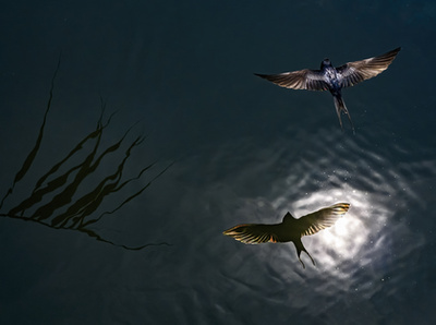 A Fővárosi Állat- és Növénykert különdíja - Dmitrii Melgunov: Űrmadár 