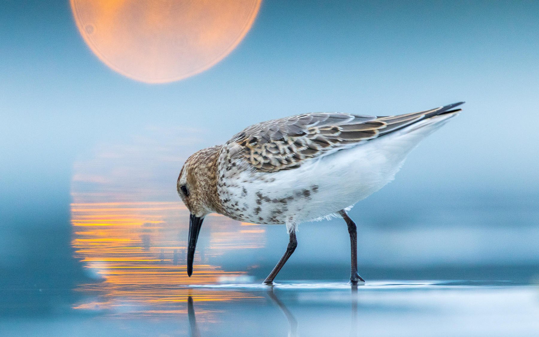 A Fővárosi Állat- és Növénykert különdíja - Dmitrii Melgunov: Űrmadár 