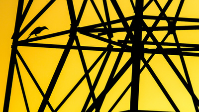 A Fővárosi Állat- és Növénykert különdíja - Dmitrii Melgunov: Űrmadár 