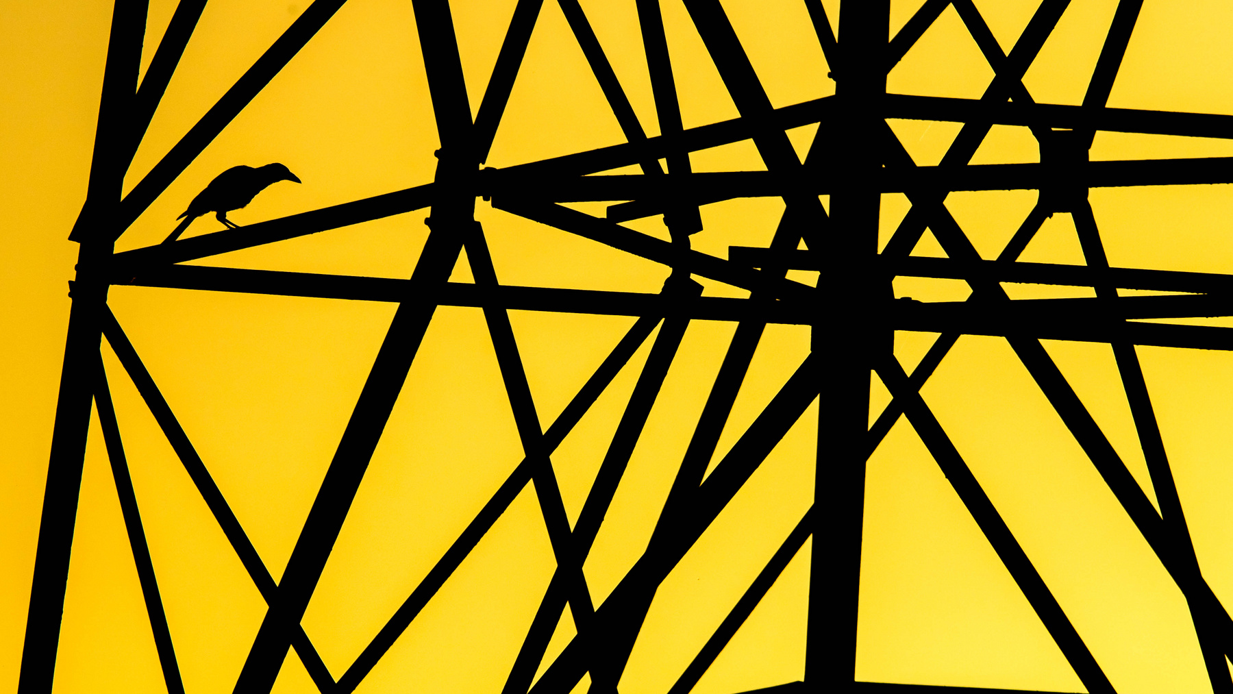 A Fővárosi Állat- és Növénykert különdíja - Dmitrii Melgunov: Űrmadár 