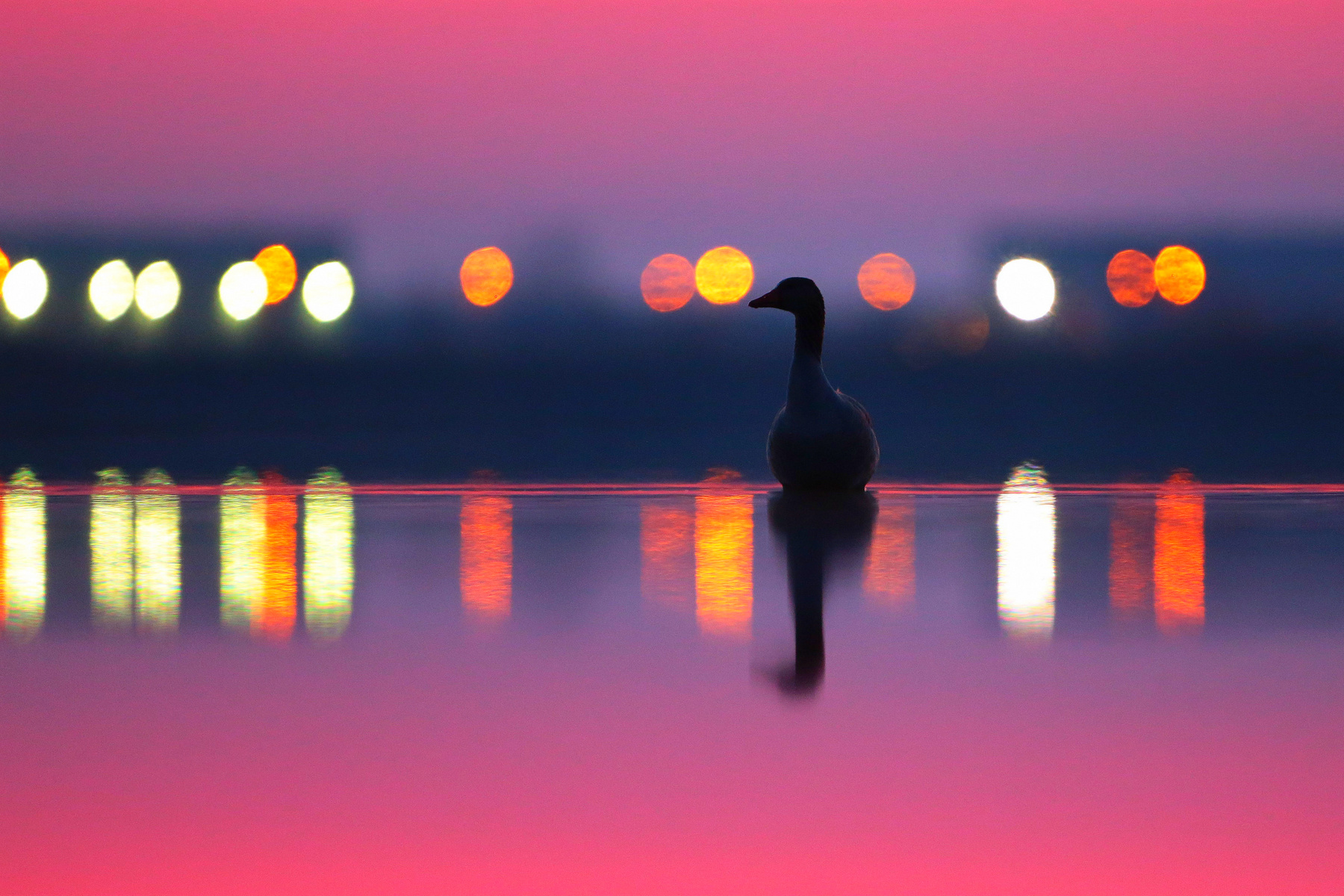 A Fővárosi Állat- és Növénykert különdíja - Dmitrii Melgunov: Űrmadár 
