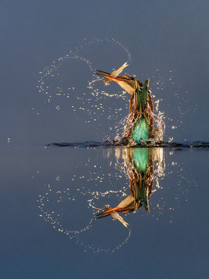 A Fővárosi Állat- és Növénykert különdíja - Dmitrii Melgunov: Űrmadár 