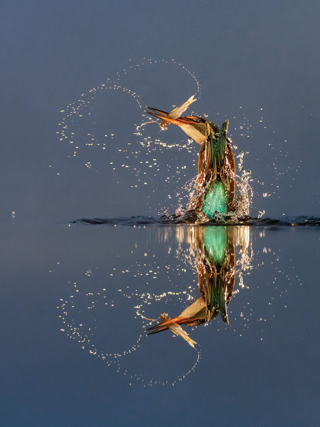 A Fővárosi Állat- és Növénykert különdíja - Dmitrii Melgunov: Űrmadár 