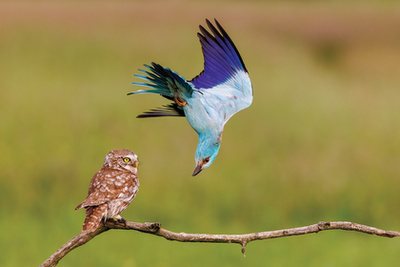 A Fővárosi Állat- és Növénykert különdíja - Dmitrii Melgunov: Űrmadár 