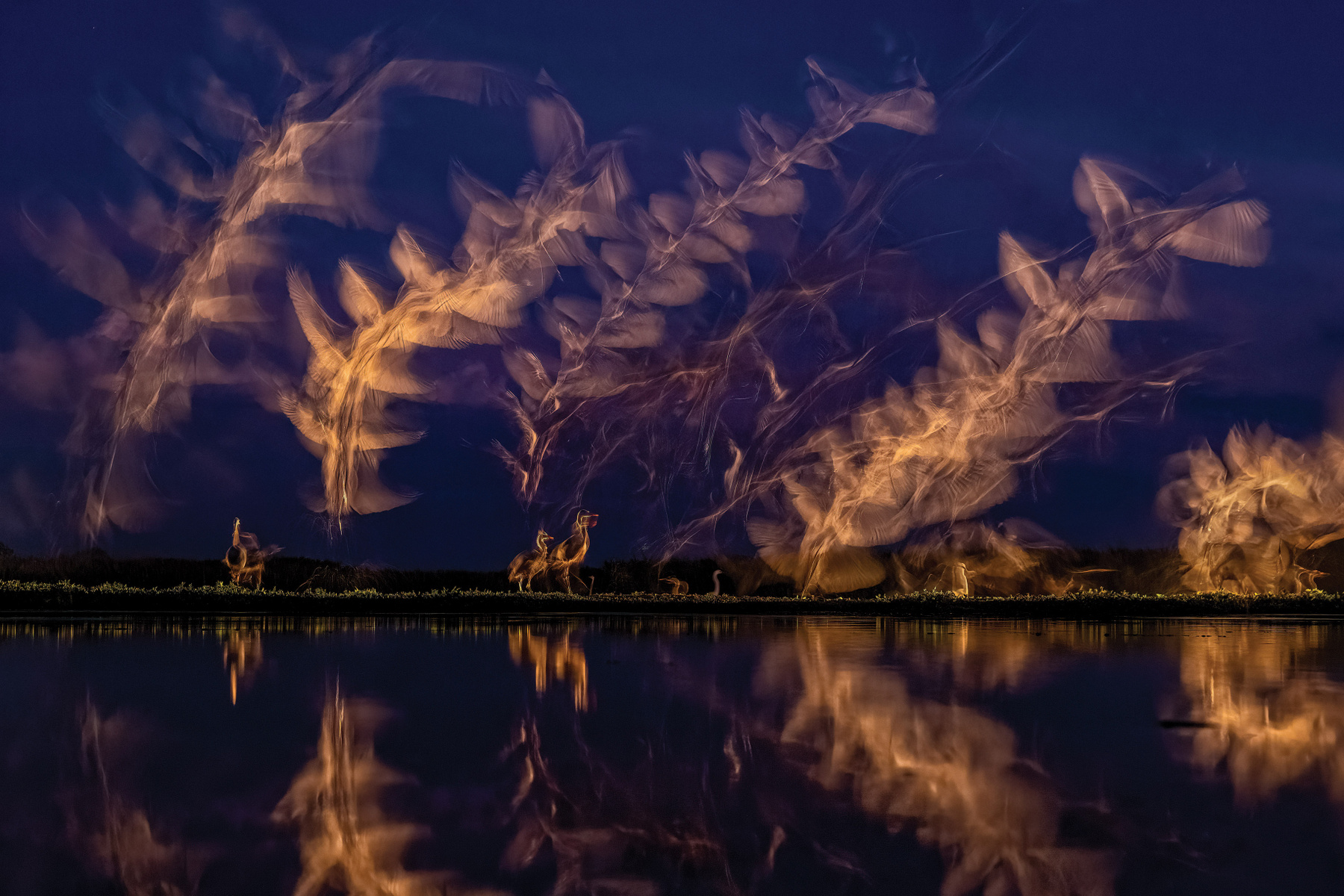 A Fővárosi Állat- és Növénykert különdíja - Dmitrii Melgunov: Űrmadár 