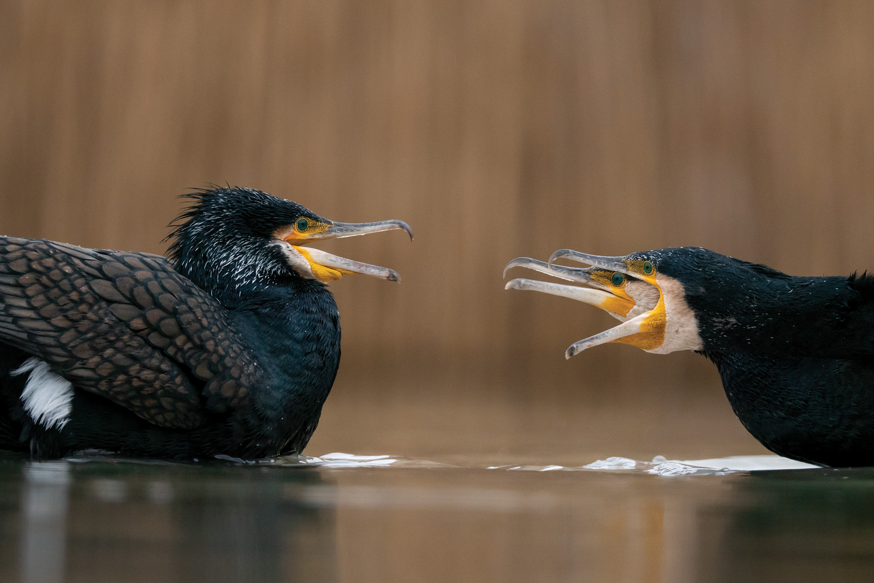 A Fővárosi Állat- és Növénykert különdíja - Dmitrii Melgunov: Űrmadár 