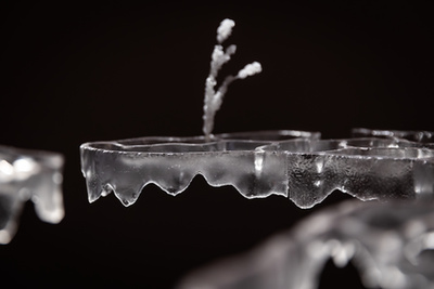 Szabó Nóra munkái a Tanulni a természettől? – Botanika című kiállításon