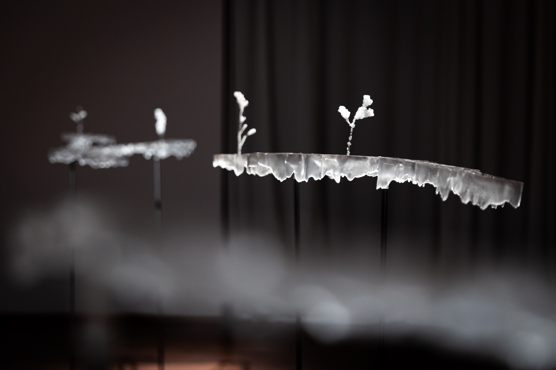 Szabó Nóra munkái a Tanulni a természettől? – Botanika című kiállításon