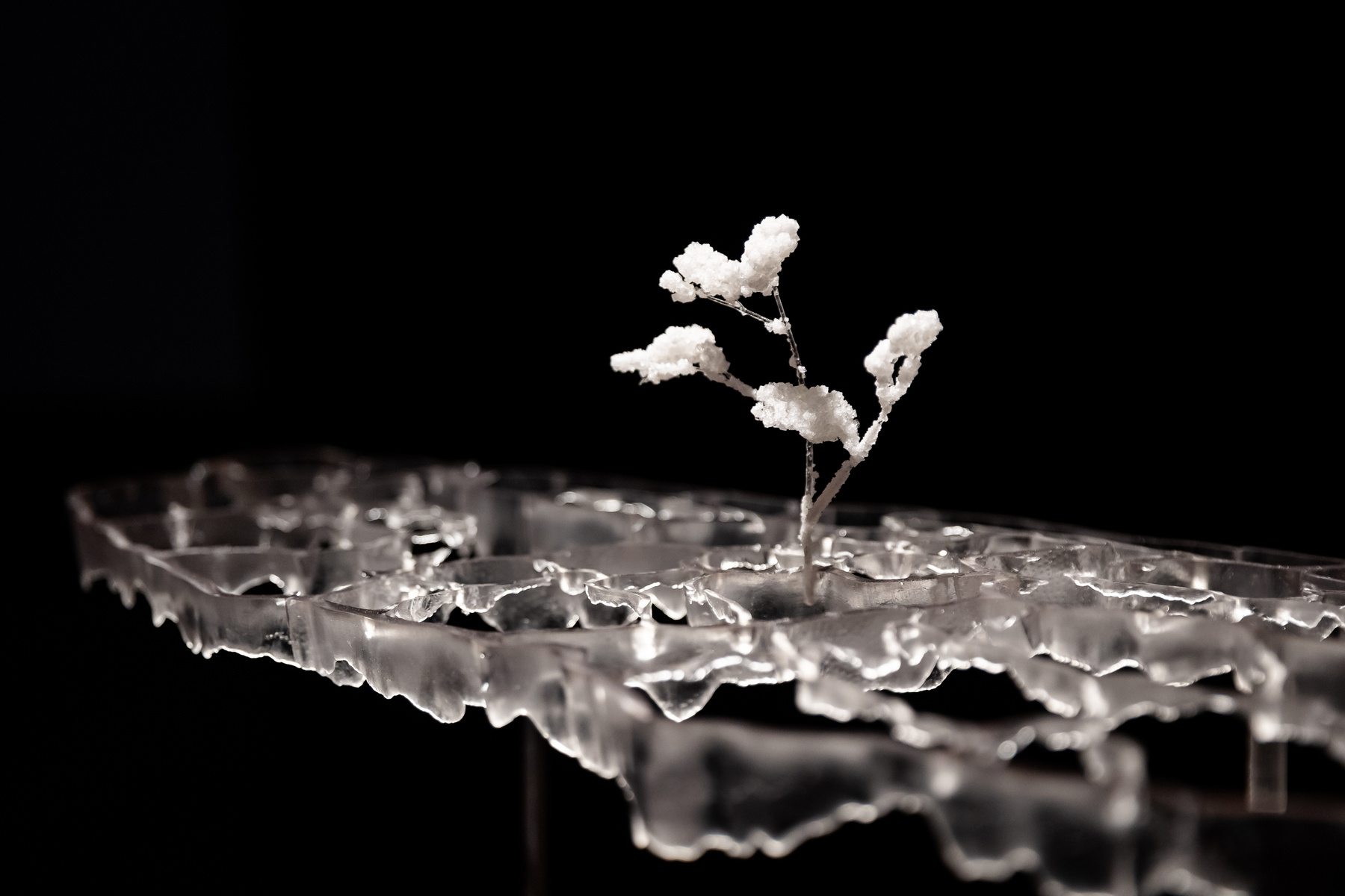 Szabó Nóra munkái a Tanulni a természettől? – Botanika című kiállításon