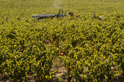 Dolgoznak a spanyol idénymunkások. Ugyanakkor az egyre kiterjedtebb gépesítés miatt egyre kevesebb embert tudnak alkalmazni évről évre.