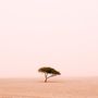 Fák kategória, I. hely - Magányos fa a sivatagban, Szaud Arábia
