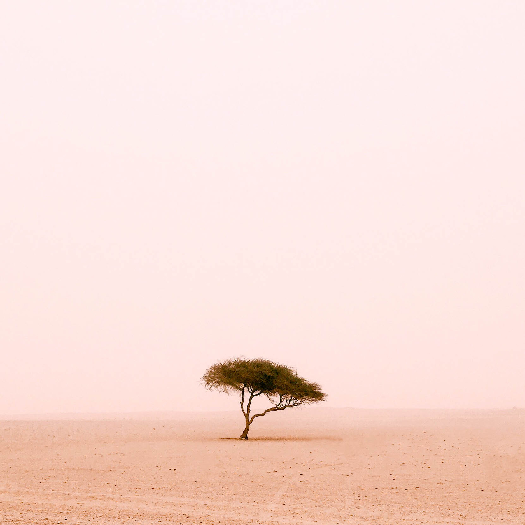Fák kategória, I. hely - Magányos fa a sivatagban, Szaud Arábia
