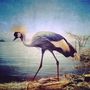 Állatok kategória I. hely Egy madár a folyóparton az indiai Goában