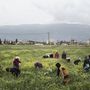 Nők és gyerekek dolgoznak a mezőn Libanonban
