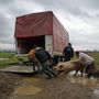 Az ukrán határ közelében élő romániai cigányok mindennapjai, akik állattartással foglalkoznak.