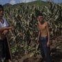 Észak-Koreai farmerek egy tönkrement kukoricaföldön