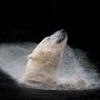 Természet kategória:  jegesmedve fürdik a prágai állatkertben