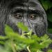 Állatok szemtől szemben – Dícséretre méltó – Friedrich Andrea: Silverlook –  A Bweza családban élő három ezüsthátú gorilla közül az egyik, amint gondosan megfigyel a dús növényzet mögül. Uganda, Bwindi Nemzeti Park. A Bwindi erdőben élő hegyi gorillák egyedszáma jelenleg 500 körülre tehető. A hegyi gorillák természetes élőhelyéül szolgáló erdő szigorúan őrzött, látogatása feltételekhez és engedélyhez kötött, melyet korlátozott számban adnak ki. Az engedély magas árának következtében az emberek érdekeltté váltak a faj fenntartásában és megóvásában, hozzájárulva ezzel a populáció lassú, de folyamatos gyarapodásához. Leírhatatlan élmény volt látni őket a természetes környezetükben, ahogyan élik a mindennapjaikat, látni a tekintetükön az érzelmi intelligenciát, ahogyan egyenesen az ember szemébe néznek.