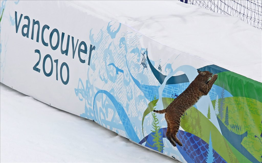 Hiúz tévedt a férfi alpesi sízők lesiklópályájának
célvonal mögötti területére Whistlerben 2010. február 10-én, két
nappal a vancouveri téli olimpia kezdete előtt.