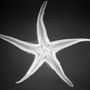 Fantasztikusan éles 1906-os röntgenfelvétel egy tengeri csillagról (Asterias).