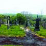 Angliai temetőben legelő birkák (Cowling) 
