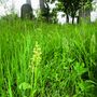 Zöldike ujjaskosbor (Dactylorhiza viridis) Nagybáród (Borod, Románia) temetőjéből