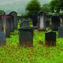 Temető tömegesen virágzó rezes hölgymállal  (Corwen, Wales)