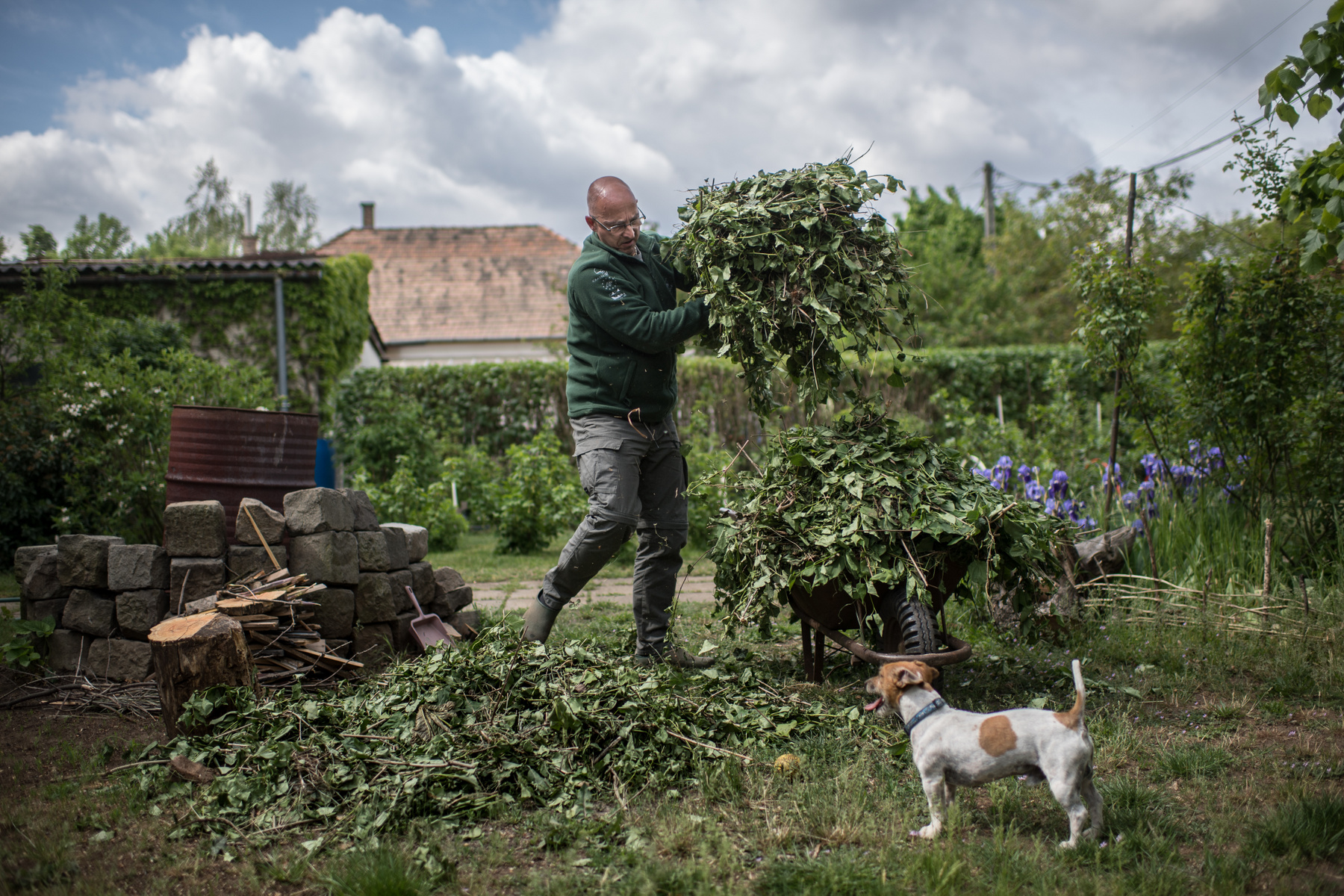 Orbán Zoltán komposztáláshoz gyűjti be a levágott növényanyagot
