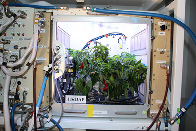 Paprikák az APH földi változatában. A NASA az ISS-en folyó kísérletekkel párhuzamosan a Kennedy Űrközpontban is termeszti a növényeket.