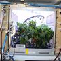 Paprikák az APH földi változatában. A NASA az ISS-en folyó kísérletekkel párhuzamosan a Kennedy Űrközpontban is termeszti a növényeket.
