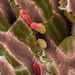 Egy egér májának belső szerkezete: a rózsaszín árkok véredények, bennük vörösvértestek és Kupffer-sejtek, a máj falósejtjei láthatók
