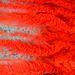 Fénymikroszkóppal készült felvétel egy szarvasmarha sugárizmának hajszálereiről
