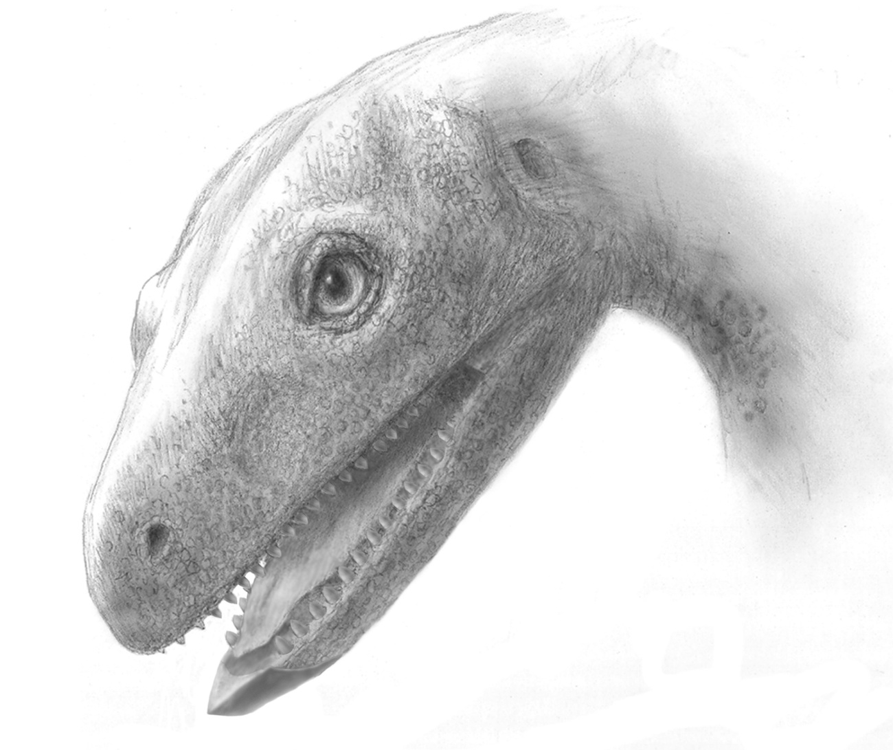 Az Asilisaurus  madárszerű archoszauruszok közt elfoglalt helye
