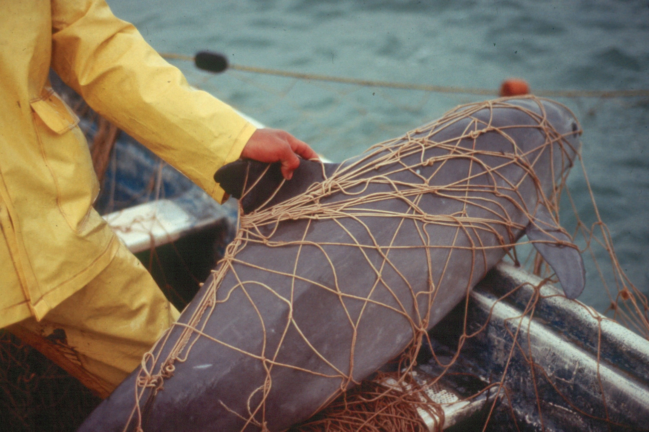 Kaliforniai barnadelfin: a kistestű delfin halászhálókban leli halálát;