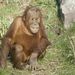 Szumátrai orangután,: az utóbbi 75 évben populációjának 80 százaléka eltűnt