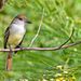 Grenadai gerle: élőhelye megtizedelődött. Trópusi madár, főleg papaját fogyaszt