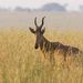 Vadászantilop vagy hirola, végveszélyben lévő afrikai antilop