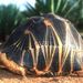 Csőrösmellű teknős, mindössze négyszáz maradt fenn belőle, létét az illegális kereskedelem fenyegeti. Északnyugat-Madagaszkáron él, ez a sziget legnagyobb teknősfaja. A kifejlett egyedek elérik a 45 centiméteres hosszúságot. 