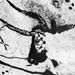 Egy 1953-as fotó az egyik bikarajzról. Két évvel később jelentek meg az első elváltozások a barlang falán.